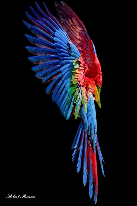 Parrot In Flight, Green Wing Macaw, Parrot Tattoo, Macaw Feathers, Parrot Painting, Jungle Birds, Parrots Art, Macaw Parrot, Anatomy Sketches