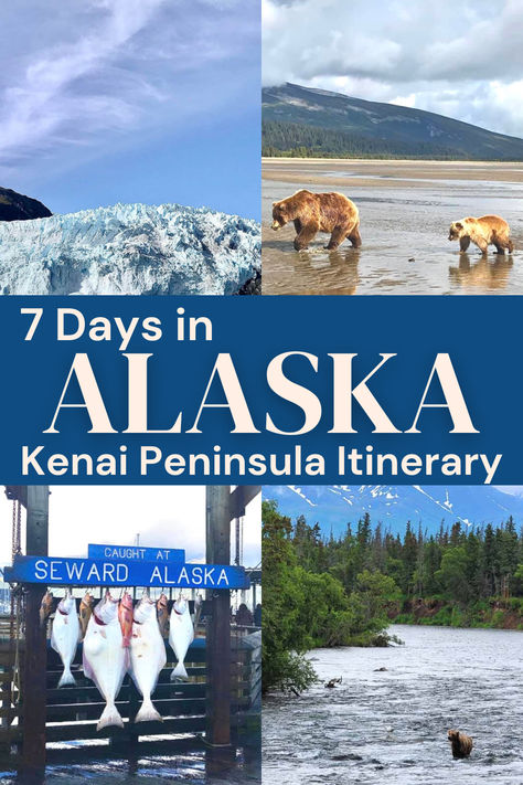 The Ultimate Guide to 7 Days in Alaska - Kenai Peninsula Road trip. Here are all the travel tips for planning your road trip in Alaska, from the best time to visit Alaska to things to do in Kenai Peninsula, parks to visit, tours, and Alaskan cruises to join. Plus a list of the best hotels in Kenai Peninsula and which city you should stop, sleep and eat.  Alaska travel | Alaska road trip | Alaska hotel |  Kenai Peninsula travel | Kenai Peninsula hotel |  Kenai Peninsula road trip | Alaska USA Kenai Peninsula Alaska, Alaska Hotel, Alaskan Cruises, Alaskan Vacation, Alaska Itinerary, Kenai Alaska, Alaska Road Trip, Travel Alaska, Alaska Trip