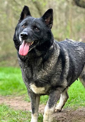 Washington, DC - Norwegian Elkhound. Meet CLEOPATRA SVART a Pet for Adoption - AdoptaPet.com Norwegian Elkhound, Adoptive Family, Adoption Process, Foster Home, District Of Columbia, Pet Id, Adopt A Pet, Animal Shelter, Dog Bed