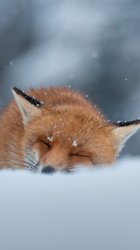 Bing Wallpaper, Fox Species, Fox In Snow, Fox Wallpaper, Young Fox, Red Foxes, Abruzzo Italy, Forest Fox, Wallpaper Gallery