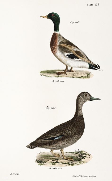 240. Mallard (Anas boschas) 241. Black Duck (Anas obscura) illustration from Zoology of New york (1842 - 1844) by James Ellsworth De Kay (1792-1851). | free image by rawpixel.com Vintage Duck Illustration, Ducks Illustration, Bird Illustration Vintage, Tahoe Tattoo, Vintage Biology, Seashell Illustration, Blue Winged Teal, Natural History Illustration, Birds Eggs