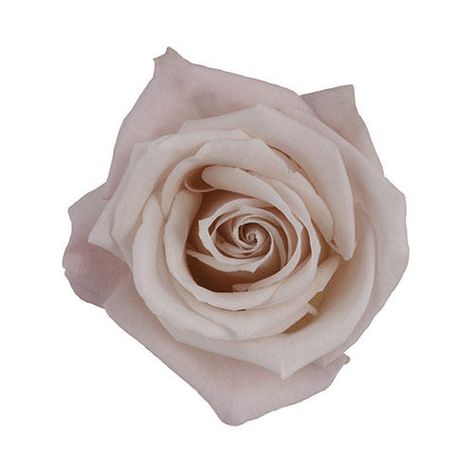 Sweet Eskimo Rose Escimo Rose, Brown Roses, Flower Variety, Snow Is Falling, Collage Pieces, Pale Pink Roses, Winter Wishes, Rose Arrangements, June Wedding