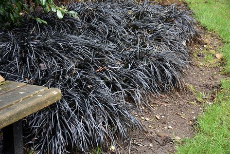 Black Beauties: 8 Favorite Dark Colored Plants - Gardenista Ophiopogon Planiscapus, Black Mondo, Black Mondo Grass, Garden Border Edging, Black Grass, Alpine Garden, Perennial Grasses, Nursery Garden, Grass Flower