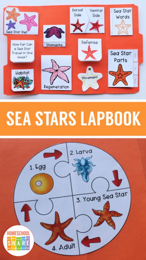 Free Sea Stars Lapbook - Homeschool Share Starfish Activities, Fish Life Cycle, Cycle For Kids, Ocean Theme Preschool, Under The Sea Crafts, Daycare Classroom, Pets Preschool Theme, Star Science, Fish Activities