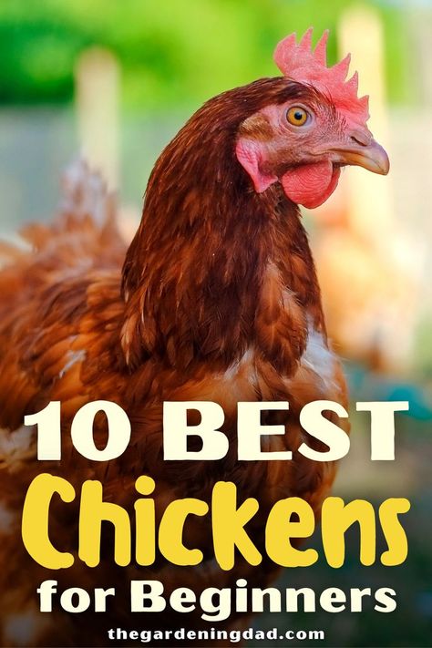 What Do Chickens Need In A Coop, Best Chickens For Beginners, Getting Started With Chickens, Having Chickens For Beginners, Chicken Raising For Beginners, How To Raise Chickens For Beginners, Owning Chickens For Beginners, Chicks For Beginners, Chicken Care 101