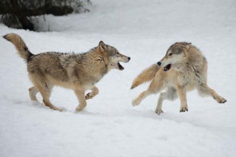 Inbreeding in Scandinavian wolves is worse than we thought | ScienceNordic Wolves Playing, Wolf Playing, Wolf Reference, Grey Wolves, Playful Animals, Wolf Poses, Red Riding Hood Wolf, Wolf Dreamcatcher, Animals Playing