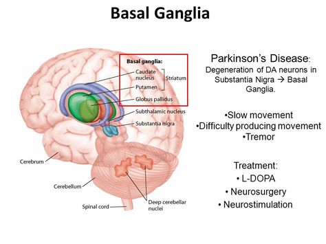 Basal Ganglia Anatomy, Advanced Pathophysiology, Substantia Nigra, Basal Ganglia, Neurological System, Slow Movement, Limbic System, Medical Anatomy, Neurological Disorders