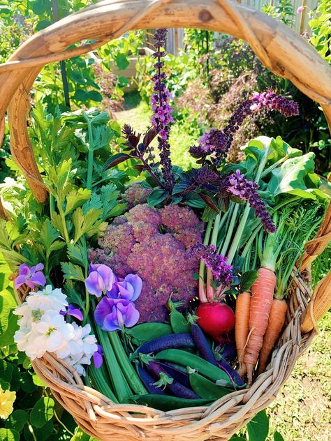 Planting in season can quite literally be the difference between success and failure in your garden. When I first started gardening, I had no idea that vegetables were grown seasonally and that some would thrive in heat and some would thrive in cooler temperatures aka seasons. I soon learnt this lesson though, albeit t Seed Raising, Homegrown Food, Harvest Basket, Future Garden, Winter Vegetables, Bountiful Harvest, Hobby Farms, My Future, Gardening Tools