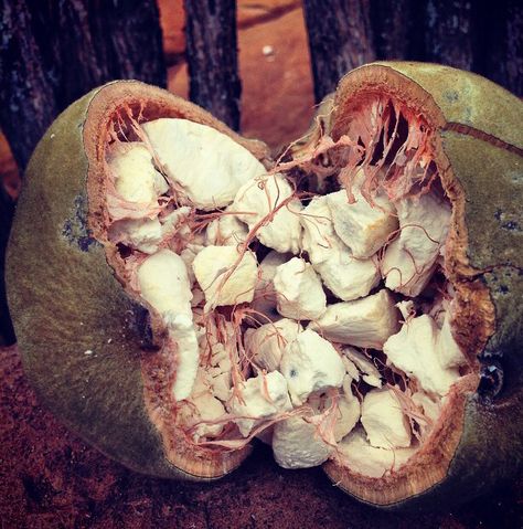 Baobab fruit, sour taste. Very healthy Baobab Tree Fruit, Baobab Fruit, Baobab Tree, Sour Taste, Permaculture, South Africa, Fruit, Flowers