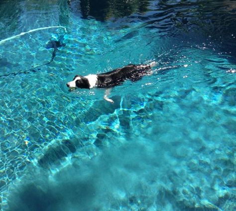 Anyone up for a swim in the pool. This Border Collie loves to go swimming! Boarder Collie Aesthetic, Border Collie Swimming, Border Collie Hiking, Border Collie Working, Smooth Border Collie, Dog Swimming, Go Swimming, Collie Mix, Loyal Friends