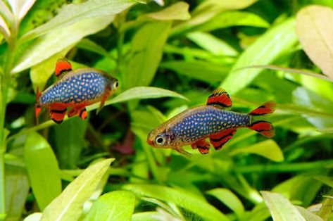 The Ultimate Guide to the Celestial Pearl Danio (Galaxy Rasbora) | Fishkeeping World Coldwater Fish, Ikan Air Tawar, Neon Tetra, Tropical Fish Tanks, Aquarium Heater, Nano Aquarium, Live Aquarium Plants, Freshwater Aquarium Fish, Live Aquarium