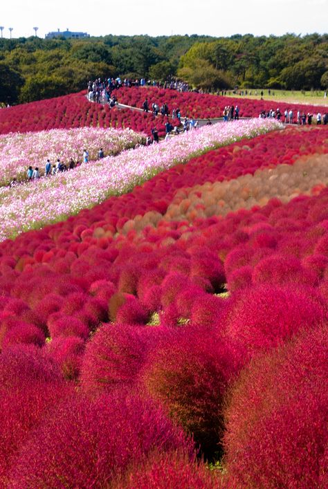 Kochia Hill at Hitachi Seaside Park, Hitachinaka, Ibaraki, Japan Hitachi Seaside Park, Beautiful Places In Japan, Seaside Park, Foto Transfer, Ibaraki, Japanese Garden, Japan Travel, Natural Wonders, Beautiful Views