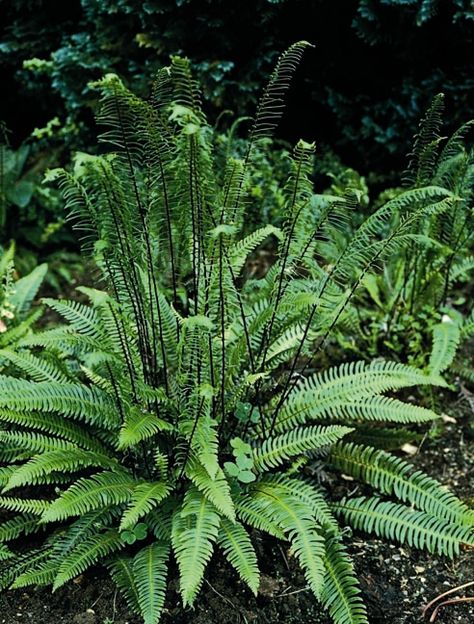 Deer Fern, Evergreen Groundcover, Shade Gardening, Ferns Garden, Woodland Plants, Plant Catalogs, Gardening Plants, Garden Shrubs, Woodland Garden