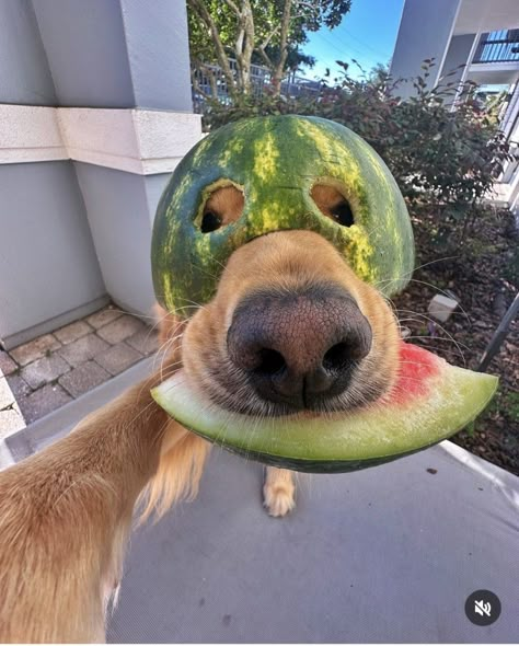 Aesthetic Dog Pics, Silly Animal Pictures, Watermelon Dog, Goofy Dog, Cute Dogs Images, Very Cute Puppies, Cute Dog Photos, Image Chat, Cute Animals Puppies