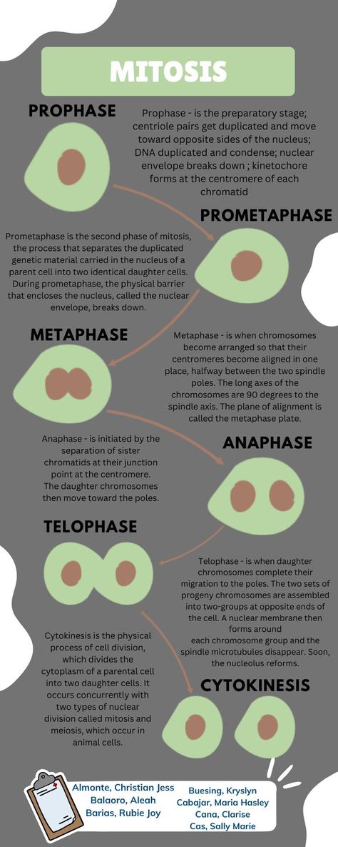 Cell Cycle And Cell Division Mind Map, Stages Of Mitosis Drawing, Mitosis And Meiosis Notes, Mitosis Drawing, Mitosis Notes, Cell Cycle And Cell Division, Paramedic Aesthetic, Stages Of Mitosis, Study Tricks