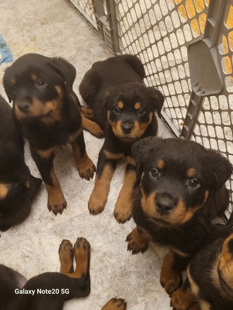 Rottweiler Puppies for sale Rottweiler Puppies For Sale Near Me, Rottweiler Puppies For Sale, Rottweiler Breed, Puppies For Sale Near Me, Cute Small Dogs, Cockapoo Puppies, Labradoodle Puppy, English Bulldog Puppies, Rottweiler Puppies