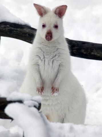 Albino Kangaroo- Sarah it's a WHITE kangaroo. Have a couple of these in paradise? Melanistic Animals, White Animals, Albino Animals, Animal Tracks, Unusual Animals, March 20, Wildlife Animals, Weird Animals, Exotic Pets