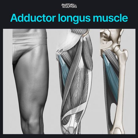 ArtStation - Adductor longus muscle, Anatomy For Sculptors Adductor Longus Muscle, Adductor Longus, Anatomy Books For Artists, Leg Muscles Anatomy, Anatomy For Sculptors, Anatomy Tips, Leg Anatomy, Female Lips, Anatomy Practice