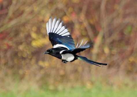 Magpie (Pica pica) Flying at RSPB Old Moor, Barnsley by Steve Greaves, via Flickr Magpie Flying, Magpie Tattoo, Eurasian Magpie, Barnsley South Yorkshire, Magpie Art, Wing Feathers, Nikon D300, Winged Creatures, Precious Animals