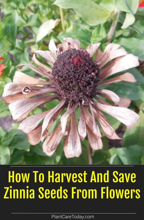 Zinnia Seeds, How To Grow Zinnias From Seed, How To Collect Zinnia Seeds, How To Save Seeds From Zinnias, How To Harvest Zinnia Seeds, Zinnia Seeds Harvesting, Save Zinnia Seeds, Harvest Zinnia Seeds, Zinnia Flowers