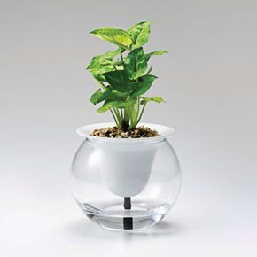 Made in Japan, a ceramic Sui Sui Self Watering Planter pulls up water into a white porcelain funnel that holds a plant is $34.36. Sold separately, a wide-mouthed glass Rounded Water Container is $4.49; both from Lotus Mart. Diy Self Watering Planter, Fruit Trees In Containers, Self Watering Containers, Indoor Water Garden, Self Watering Plants, Growing Fruit Trees, Self Watering Pots, Pots And Planters, Self Watering Planter