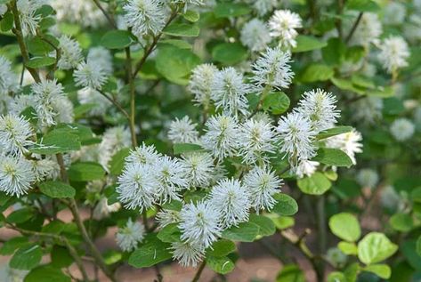 Fothergilla Gardenii, Garden Retreat Ideas, Garden Perennials, Late Summer Flowers, Hydrangea Quercifolia, Hillside Garden, Fragrant Garden, Foundation Planting, Planting Shrubs