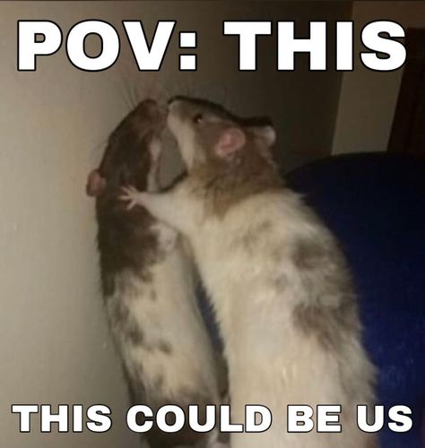 Rat Reaction Pics, Rats Kissing Funny, 2 Rats Together, Cursed Rats Images, Rat Memes Humor, Two Rats Kissing, Rats Kiss, Rats Holding Hands, Rat Besties