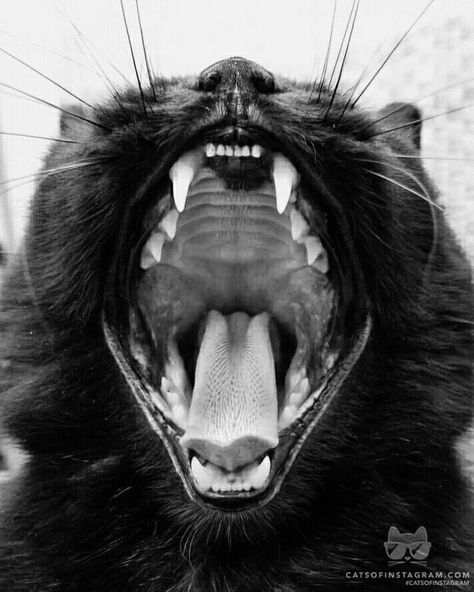 Black Cat Aesthetic, Animal Teeth, Cat Obsession, Cat Help, Pet Hacks, Warrior Cat, Cat Aesthetic, Black And White Photographs, Cat Girl