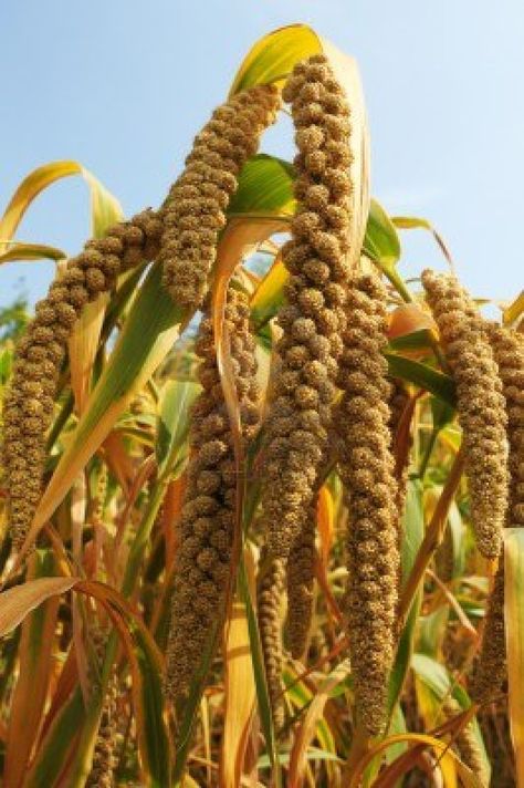 Millet Field Millet Plant, Agriculture Photos, Dove Hunting, Motion Graphics Typography, Buddha Painting, India Colors, Field Of Dreams, Autumn Scenery, Propagating Plants