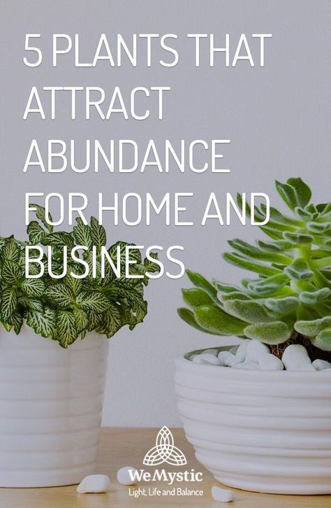 Flowers For Abundance, Chic Plants Decor, Plants For Abundance, Spiritual Plants For Home, Plants That Attract Money, Plants For Prosperity, Money Plants Indoor Ideas, Money Plant Aesthetic, Prosperity Plants