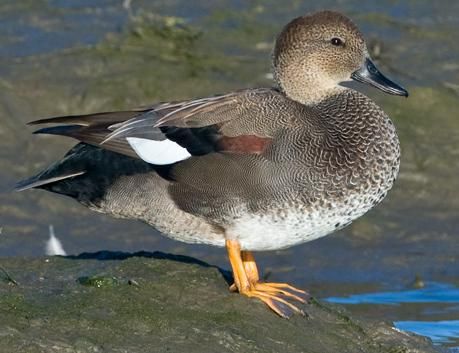 Gadwall Duck, Golden Plover, Duck Species, Duck Breeds, Duck Pictures, Duck Photo, Duck Art, Duck Decoys, Life List