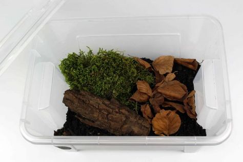 The Isopod Terrarium - Isopod Terrarium Ideas, Pet Isopods, Isopod Terrarium, Insect Terrarium, Bioactive Terrarium, Dragon Enclosure, Tank Terrarium, Snail Tank, Bearded Dragon Terrarium