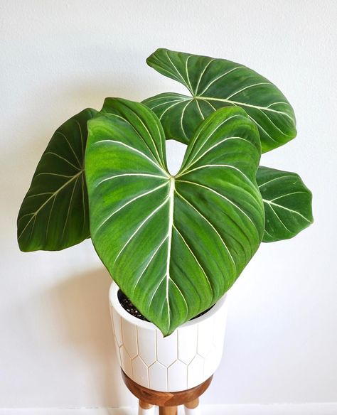 Philodendron Photography, Plants Wishlist, Wishlist Plants, Philodendron Gloriosum, Plant Inspiration, Plant Wishlist, Plant Goals, Plants Are Friends, Herbal Apothecary