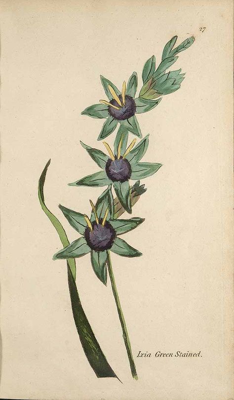 Ixia maculata L. var. viridis Moriarty, H.M., Viridarium: Coloured plates of greenhouse plants, 2n ed., t. 27 (1807) [H.M. Moriarty] Mallow Botanical Illustration, Orchid Scientific Illustration, Wormwood Botanical Illustration, Wildflower Drawing, 18th Century Botanical Illustrations, Plant Encyclopedia Illustration, Antique Botanical Print, Botanical Illustration Vintage, Vintage Botanical Prints