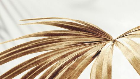 Golden palm leaves background design resource | premium image by rawpixel.com / Tana Palm Leaves Background, Feminine Photography, Tapete Gold, Leaves Background, Tropical Background, Luxury Background, Golden Design, Gold Leaf Art, Leaf Texture