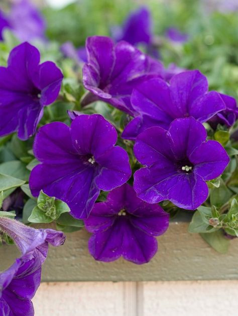 Petunia Tattoo, Easiest Plants To Grow, Sonic Bloom, Easy Perennials, Petunia Plant, Purple Petunias, Petunia Flower, Easy Plants To Grow, Patio Projects