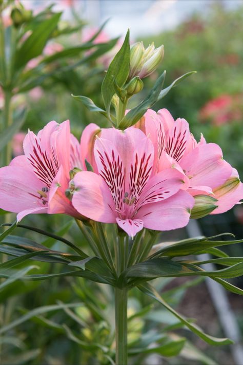 Alstroemeria HilverdaFlorist Astromeria Flower, Alstroemeria Tattoo, Astromeria Bouquet, Alstroemeria Garden, Inca Lily, Alstroemeria White, Orange Alstroemeria, Alstroemeria Flower, Alstroemeria Purple