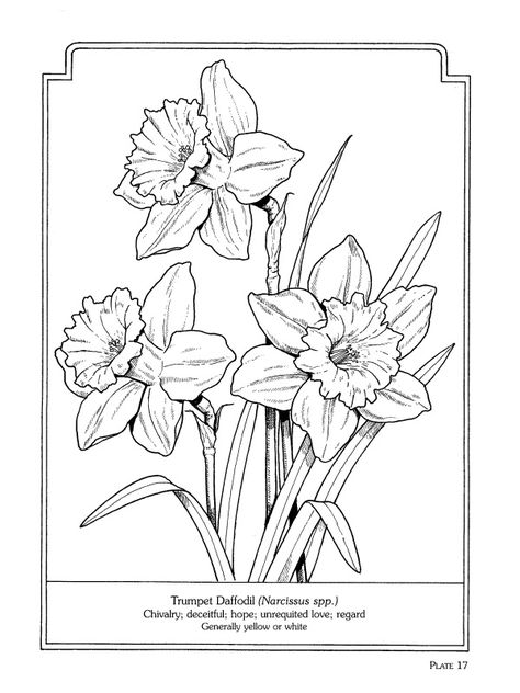 The Language of Flowers Coloring Book Daffodil Outline Drawing, Daffodil Coloring Pages, Flower Coloring Pages For Adults, Daffodil Outline, Daffodil Tattoo, Flower Line Drawings, Daffodil Flower, Flower Sketches, Language Of Flowers