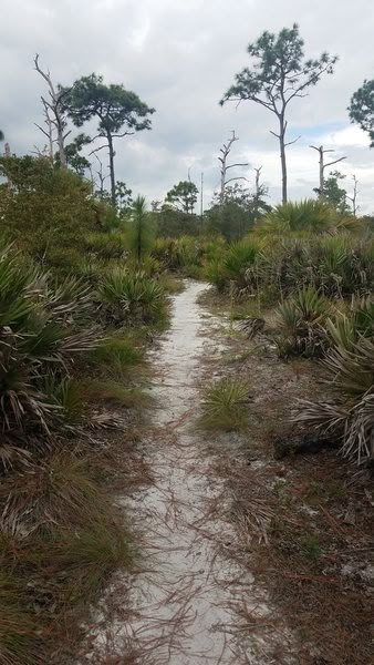 Florida Gothic Aesthetic, Florida Core Aesthetic, Florida Suburbs, Rural Florida, Florida Woods, Bentley Aesthetic, Florida Cracker House, November Photoshoot, Florida Gothic