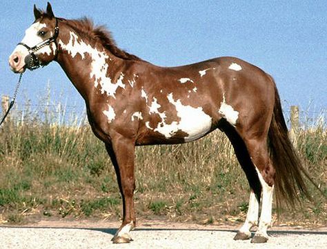 chestnut overo Common Horse Breeds, Cheval Pie, Unusual Horse, American Quarter Horse Association, Horse Markings, American Paint Horse, Paint Horses, Painted Horses, Horse Anatomy