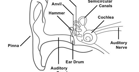 Ear Canal Diagram, Easy Ear Drawing, External Ear Anatomy, Structure Of Human Ear, Inner Ear Diagram, Human Ear Diagram, Ear Diagram, Pharmacy Images, Ear Project