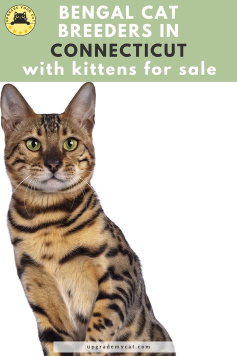 Bengal Cat Breeders in Connecticut | Kittens & Cats for Sale Bengal Cat Breeders, Pedigree Cats, New Kitten, Bengal Kitten, Rare Cats, Cat Pee, Exotic Cats, Kitten For Sale, Cats For Sale