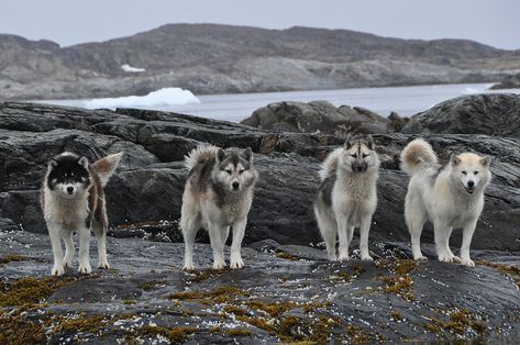 https://flic.kr/p/cfS5o5 | Sledge Dogs, Hunde Island Greenland | Sledge-pulling dogs cannot work unless snow is on the ground.  During summer, many dogs in this area are kept on small islands offshore, where they are fed on seals.  These four lined up to watch us as we passed in our Zodiac. Strange Photography, Dog Sketches, Dog Reference, Greenland Dog, Dogs Aesthetic, Sled Dogs, Dog Breeds List, Sled Dog, Dog Insurance