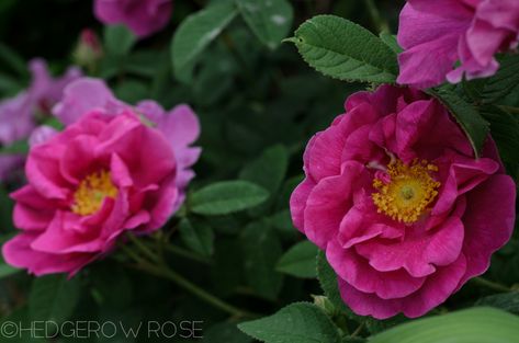 Apothecary's Rose, R. gallica 'Officinalis' Red Rose of Lancaster, v. fragrant in June 8 Aromatherapy Garden, Apothecary Rose, Edible Flower Garden, Partial Shade Plants, Fragrant Garden, Heirloom Roses, Powdery Mildew, David Austin Roses, Master Gardener