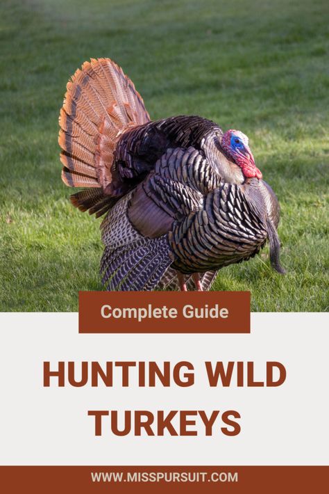 The Complete Guide to Hunting Wild Turkeys:: Whether you're a seasoned hunter or a newcomer to the pursuit of turkeys, this guide is your roadmap to mastering wild turkey hunting. Deer Feeder Ideas, Hunting Hacks, Hunting Aesthetic, Duck Hunting Dogs, Turkey Bow, Turkey Facts, Hunting Turkey, Hunting Guide, Whitetail Deer Hunting