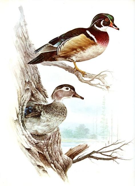 Wood Duck Tattoo, Waterfowl Art, Duck Stamp, Flying Ducks, Duck Tattoos, Duck Photo, Limited Edition Book, Wild Duck, Hunting Art