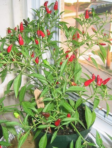 How To Grow Peppers In Pot And Containers Growing Hot Pepper, Tomatoes In Pots, Grow Peppers, Fruit Trees In Containers, Tomatoes In Containers, Chilli Plant, Growing Tomato Plants, Growing Peppers, Tomato Farming