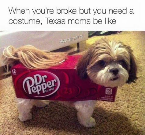 Texas mom Doctor Pepper, Funny Animal Pics, Animal Funnies, Funny Dog Memes, Animal Humor, Dog Pics, Funny Dog Pictures, Funny Pets, Shih Tzus