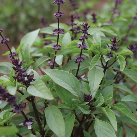 Basil Flower, Best Herbs To Grow, Growing Herbs Indoors, Immunity Boost, Basil Seeds, Basil Plant, Hydroponic Growing, Healing Plants, Thai Basil