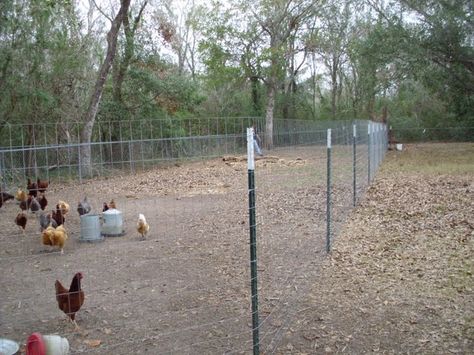 fencing for chicken yard | the completed yard we didn t quite go all the Fence Around Chicken Coop Yards, Chicken Fence Diy, Chicken Fencing Ideas Diy, Fenced Chicken Yard, Fencing For Chickens, Chicken Yard Fence, Chicken Run Fence, Chicken Pens Ideas Fence, Diy Chicken Fence